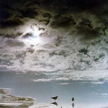 Wild Sky